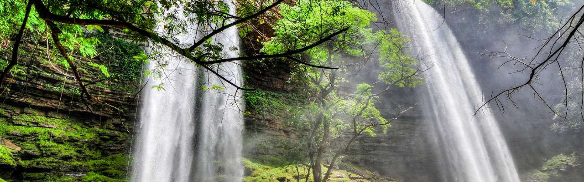 Diaspora Farmers Association